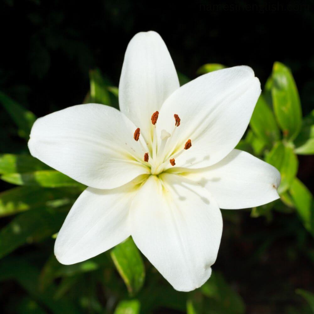 National Flower of Italy-White-Lily