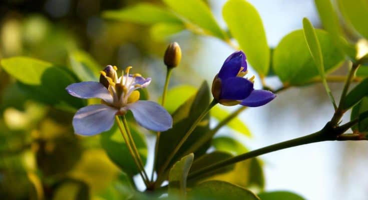 national-flower-of-jamaica-meaning-symbolism-and-uses