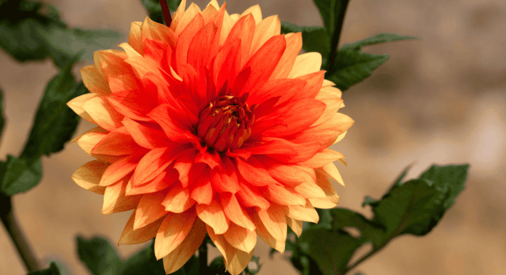 Dahlia flower in vibrant orange and yellow hues with green leaves.