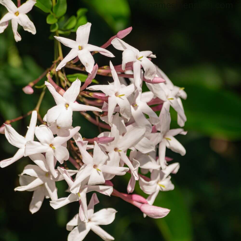 National Flower of Pakistan-Jasmine