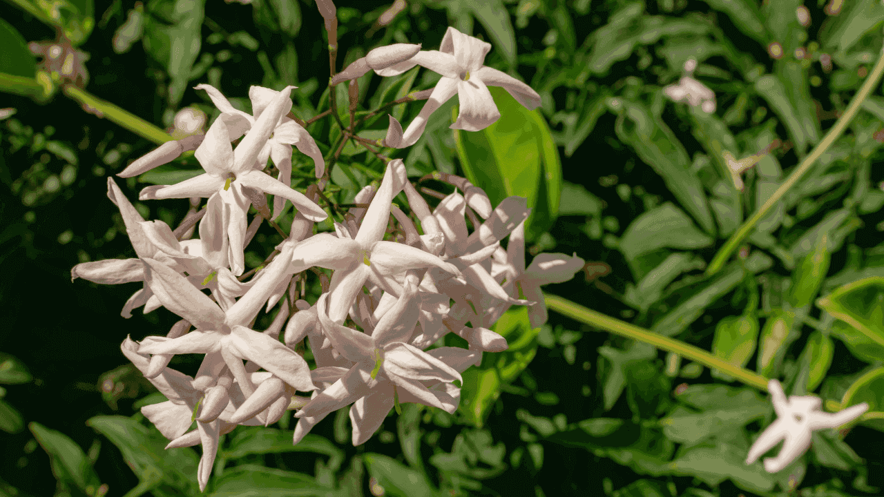 National Flower of Pakistan-Jasmine