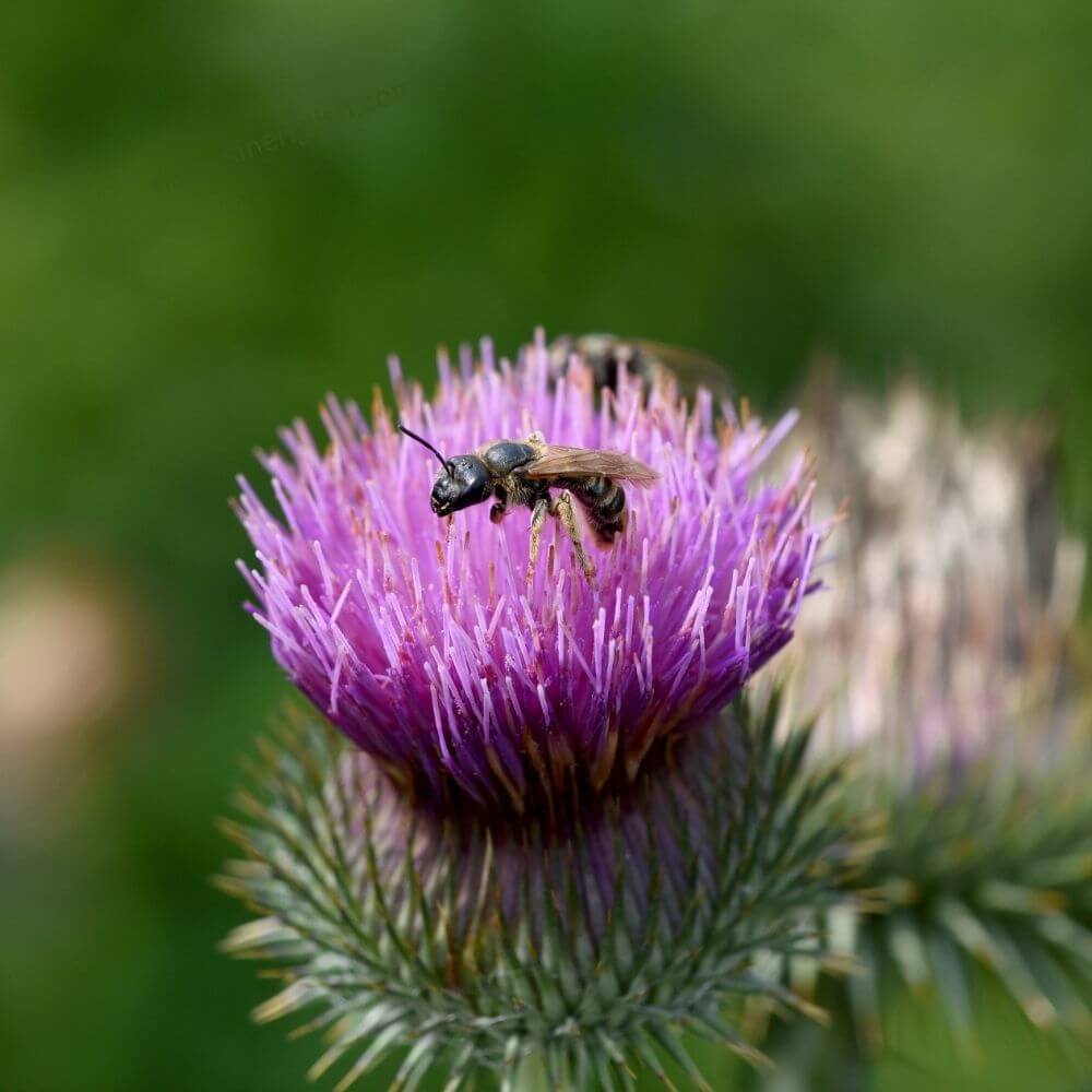 National Flower of Scotland-The-Thistle