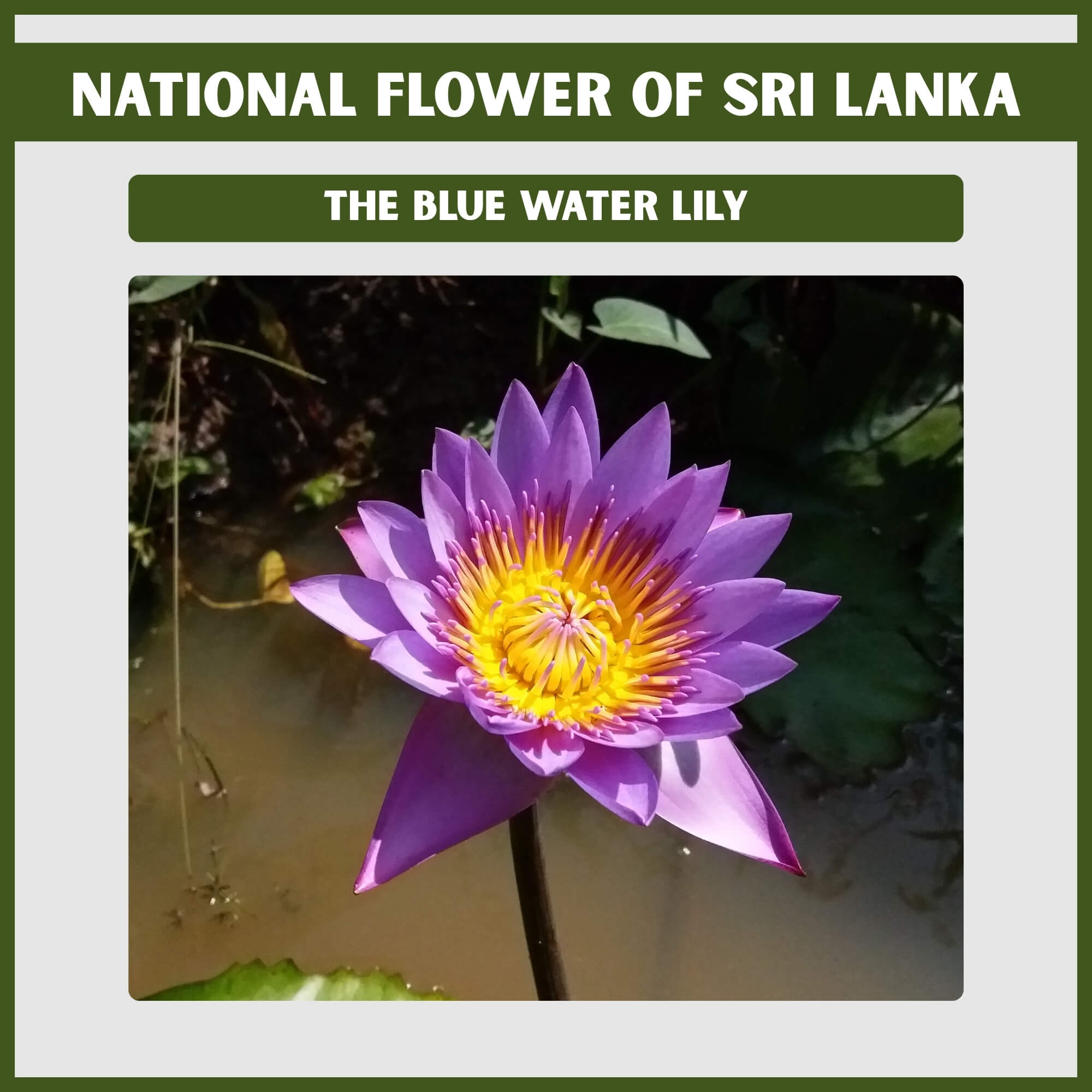 what is national flower of sri lanka