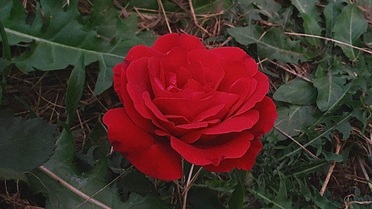 National Flower of USA-Rose