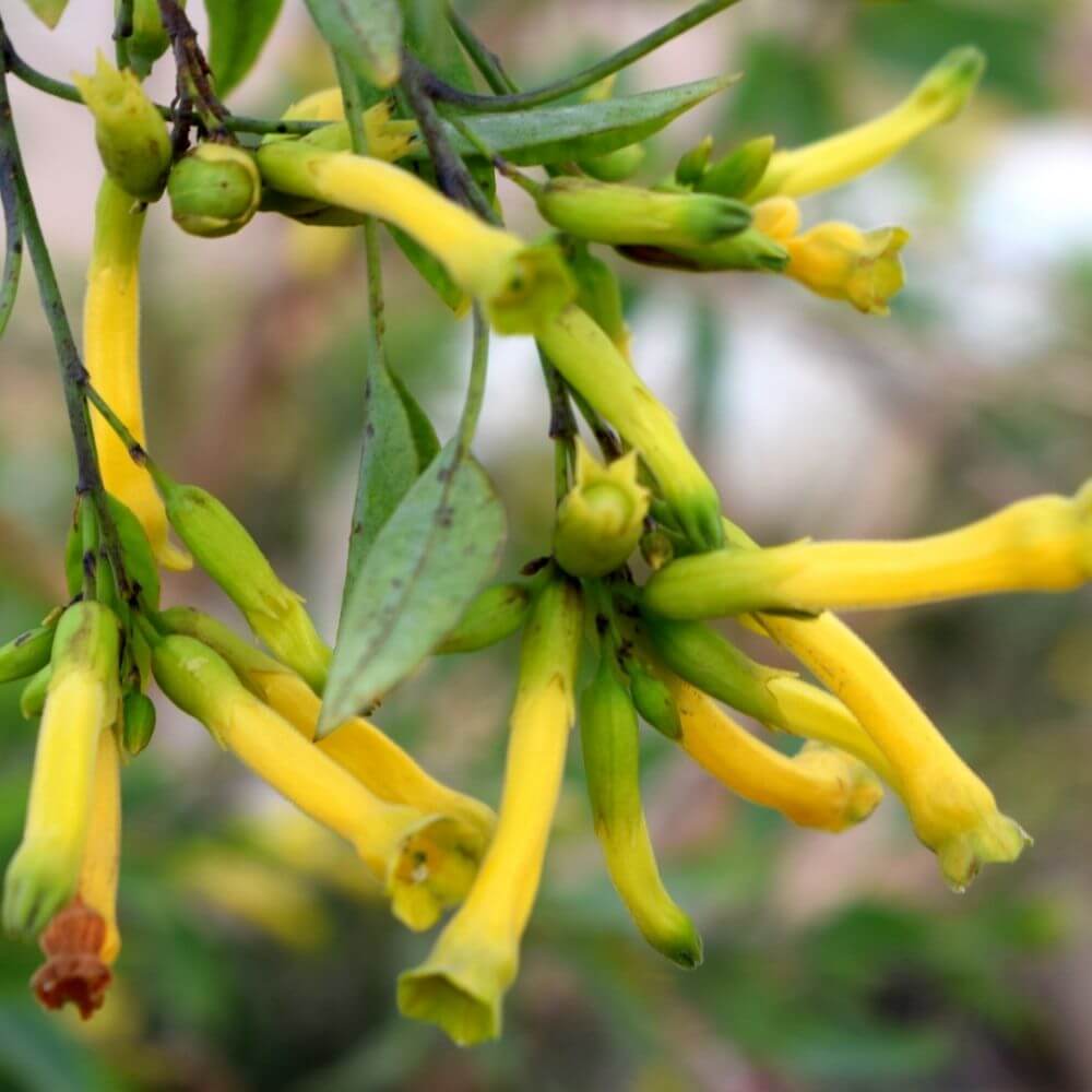 Night blooming jasmine yellow flowers