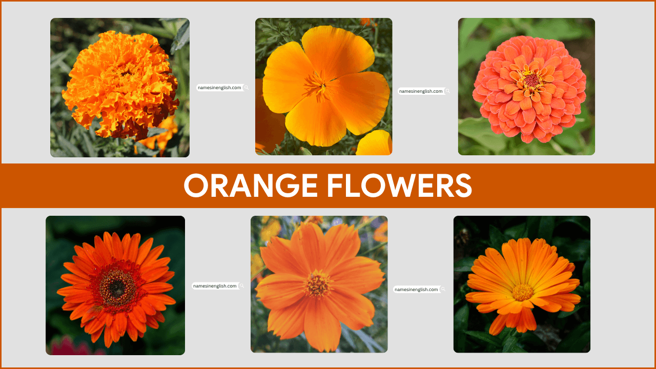Orange Flowers with Names and Pictures