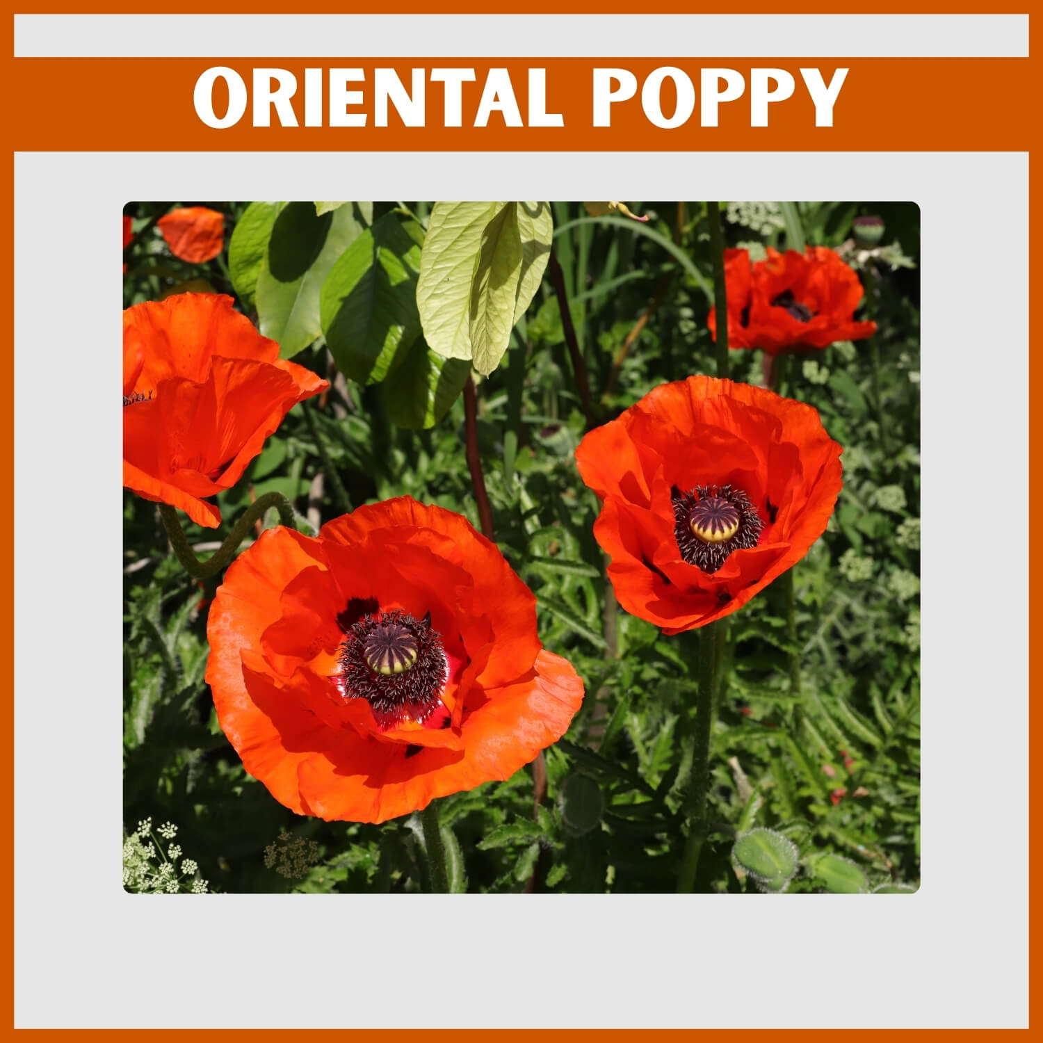 cluster of orange Oriental Poppies with dark blotch