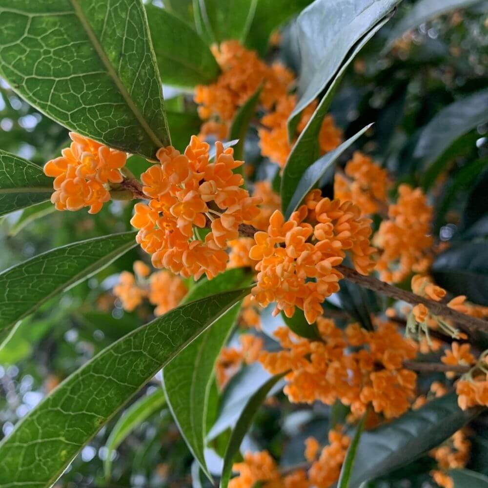 Osmanthus small pale orange flowers