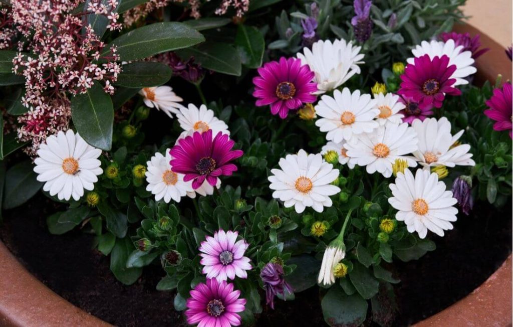 Colorful Osteospermum Flowers