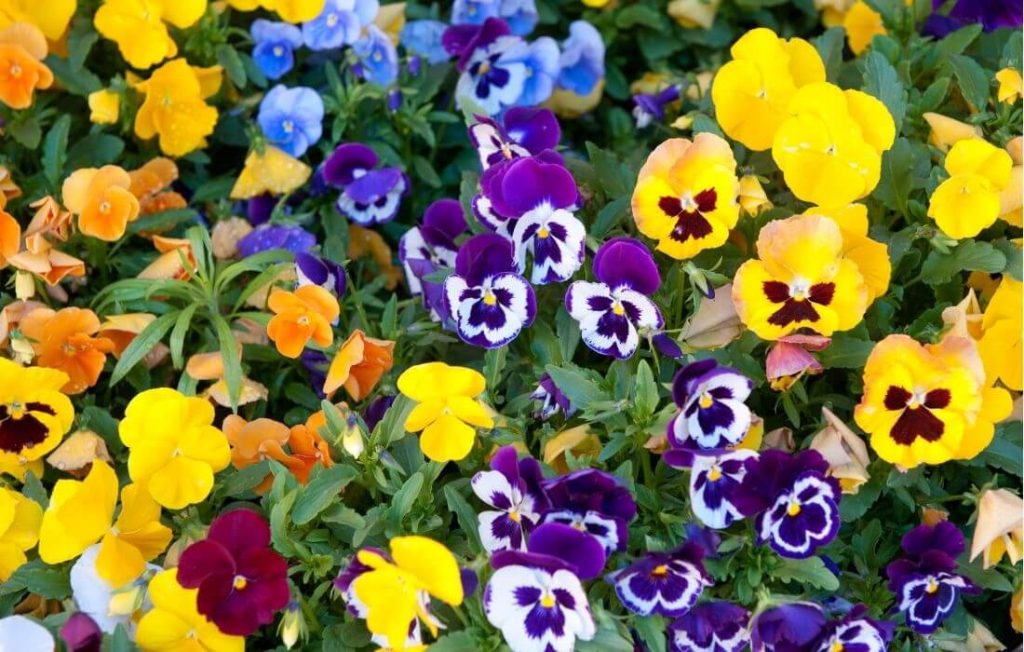 Colorful pansy flowers