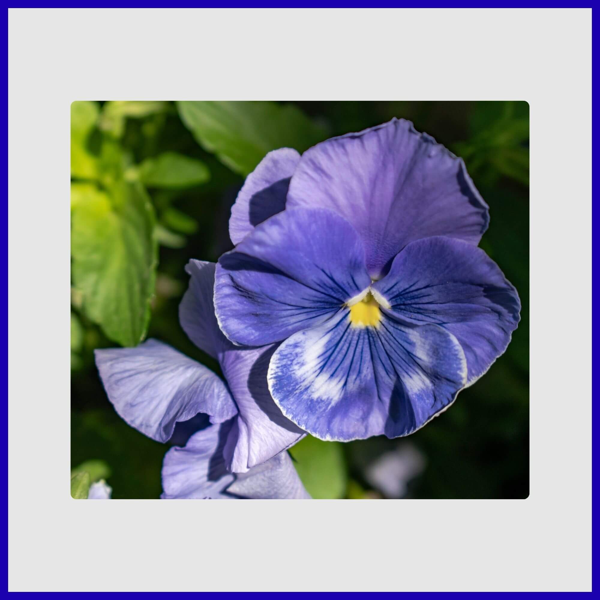 Cold-tolerant blue and white pansy flowers with dark faces