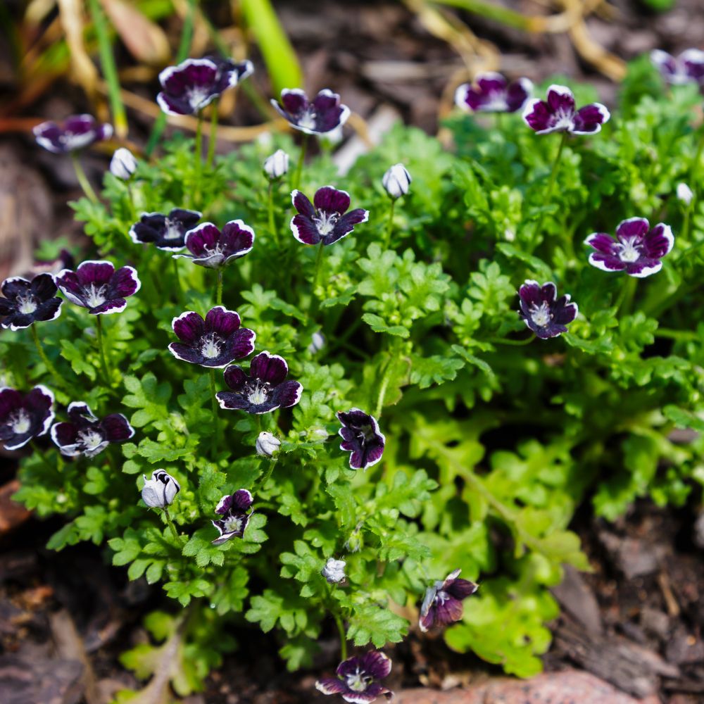 Penny Black Nemophila true black petals with white edges