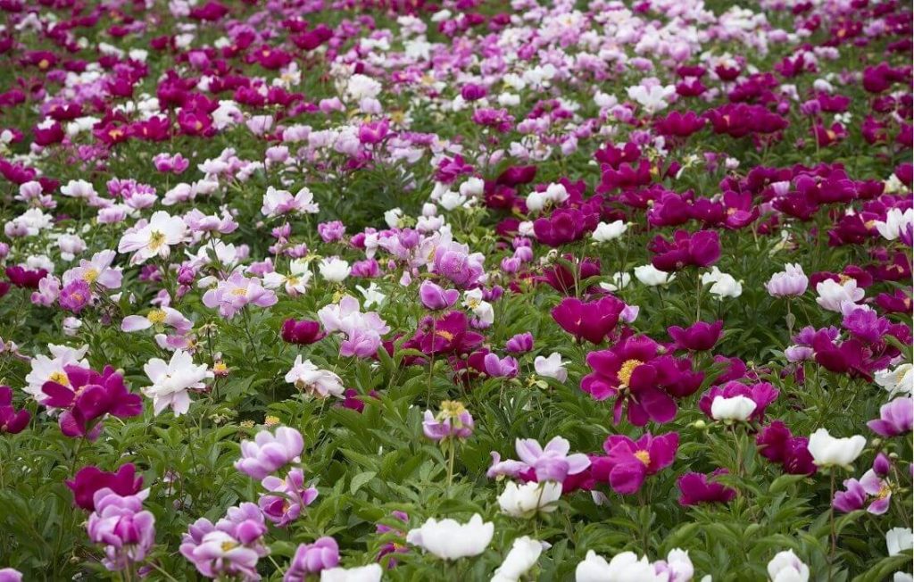 Cluster of peony colorful Flowers