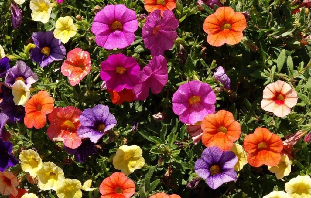 Striped multi-color petunia flowers