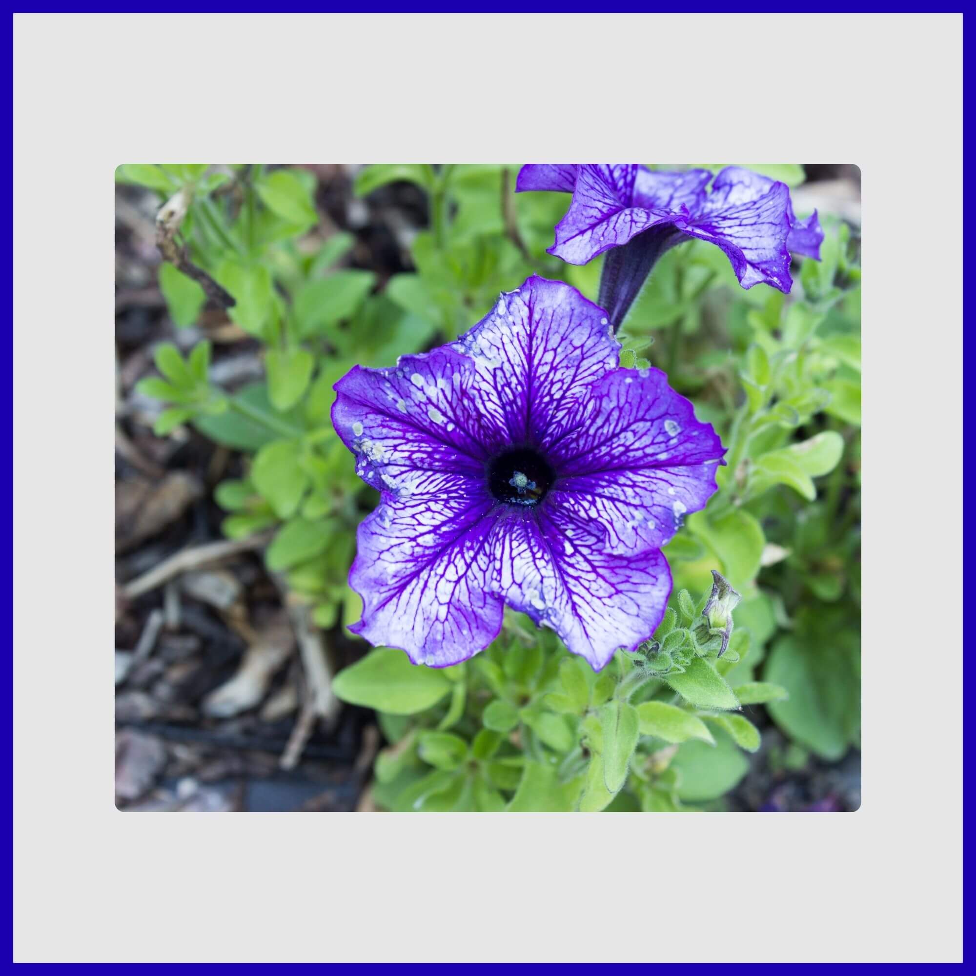 Prolific blue and white petunia flowers trailing