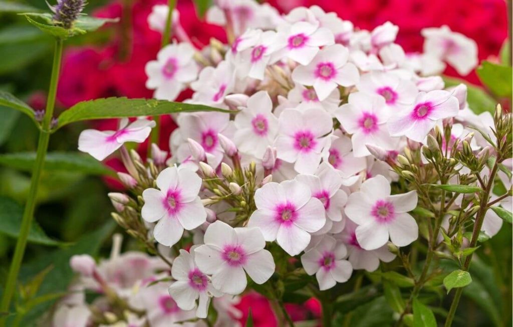 Cluster of colorful phlox flowers