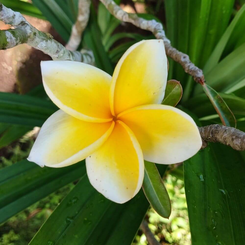 Fragrant Plumeria yellow and white flower