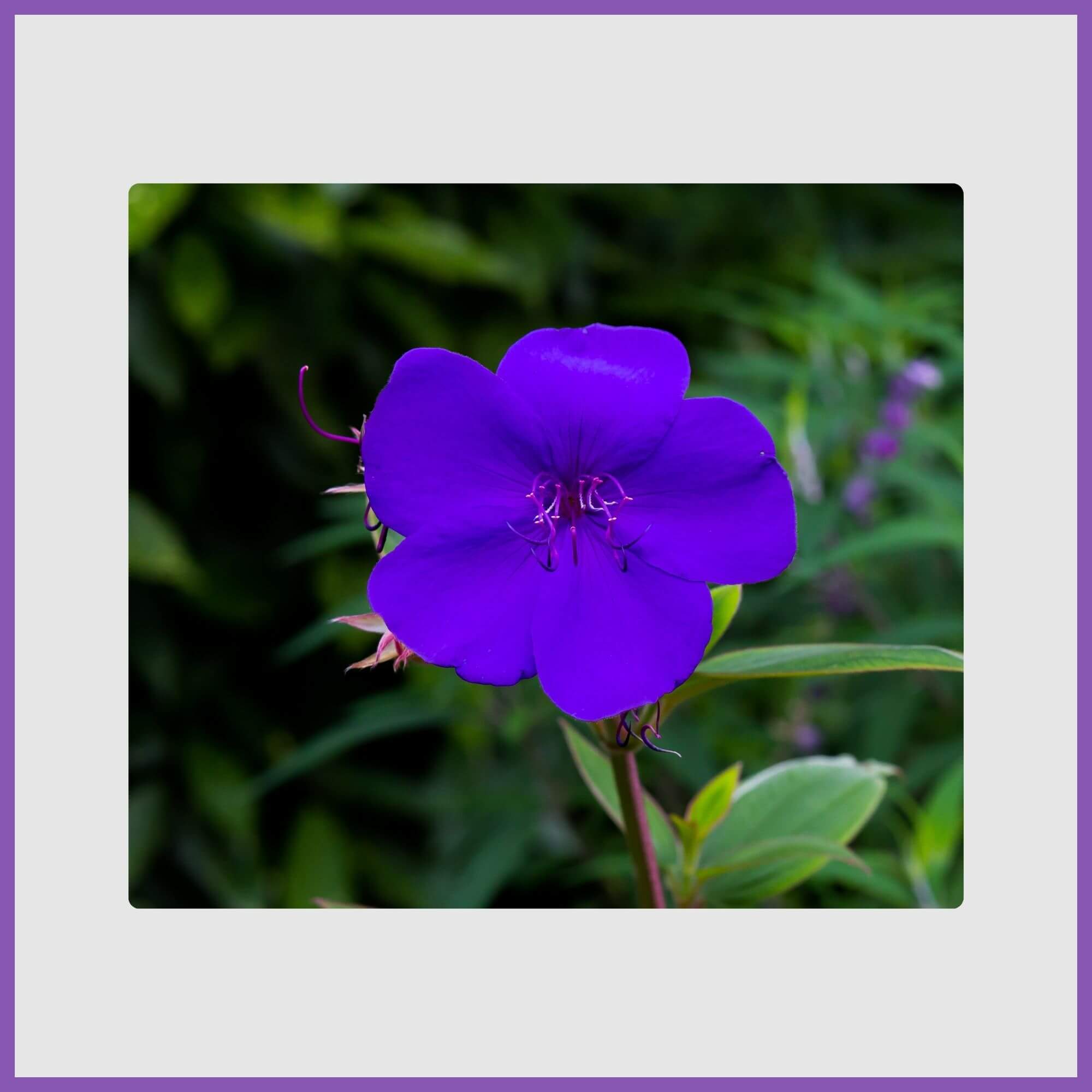Close-up of a dark purple Princess flower tree 