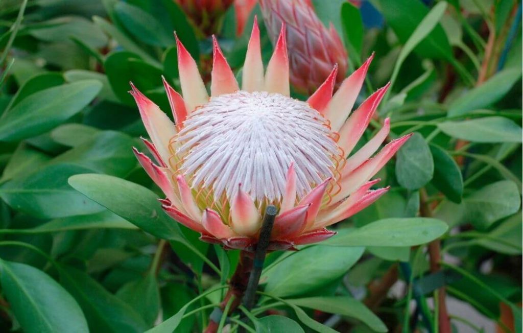 Large protea flower with pink and white blended petals