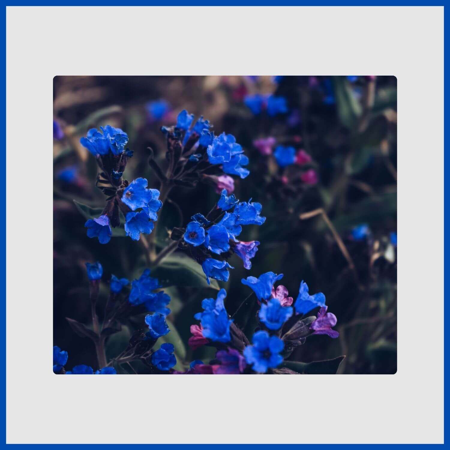 Clusters of pulmonaria flowers changing from pink to blue