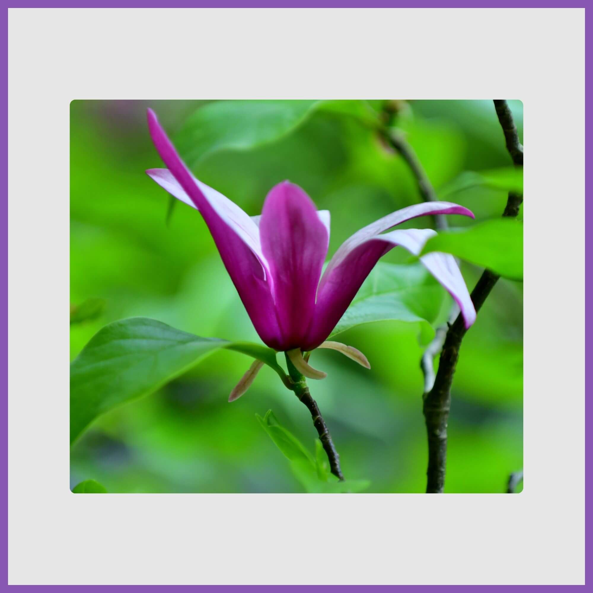 Purple magnolia flower close-up