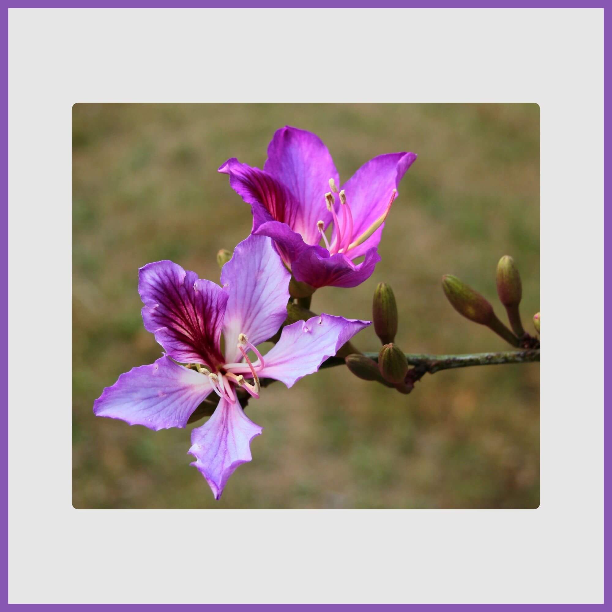 Orchid tree with lilac flowers
