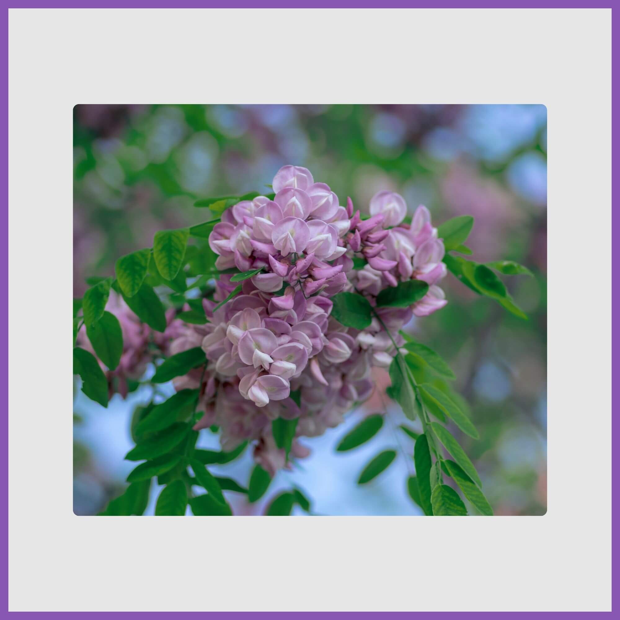Purple robe locust in bloom