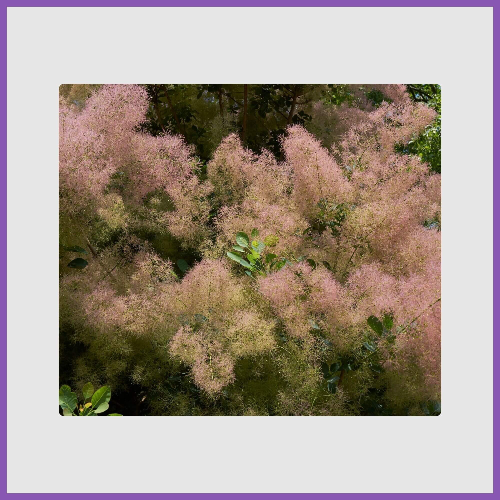 Purple smoke tree with misty plumes