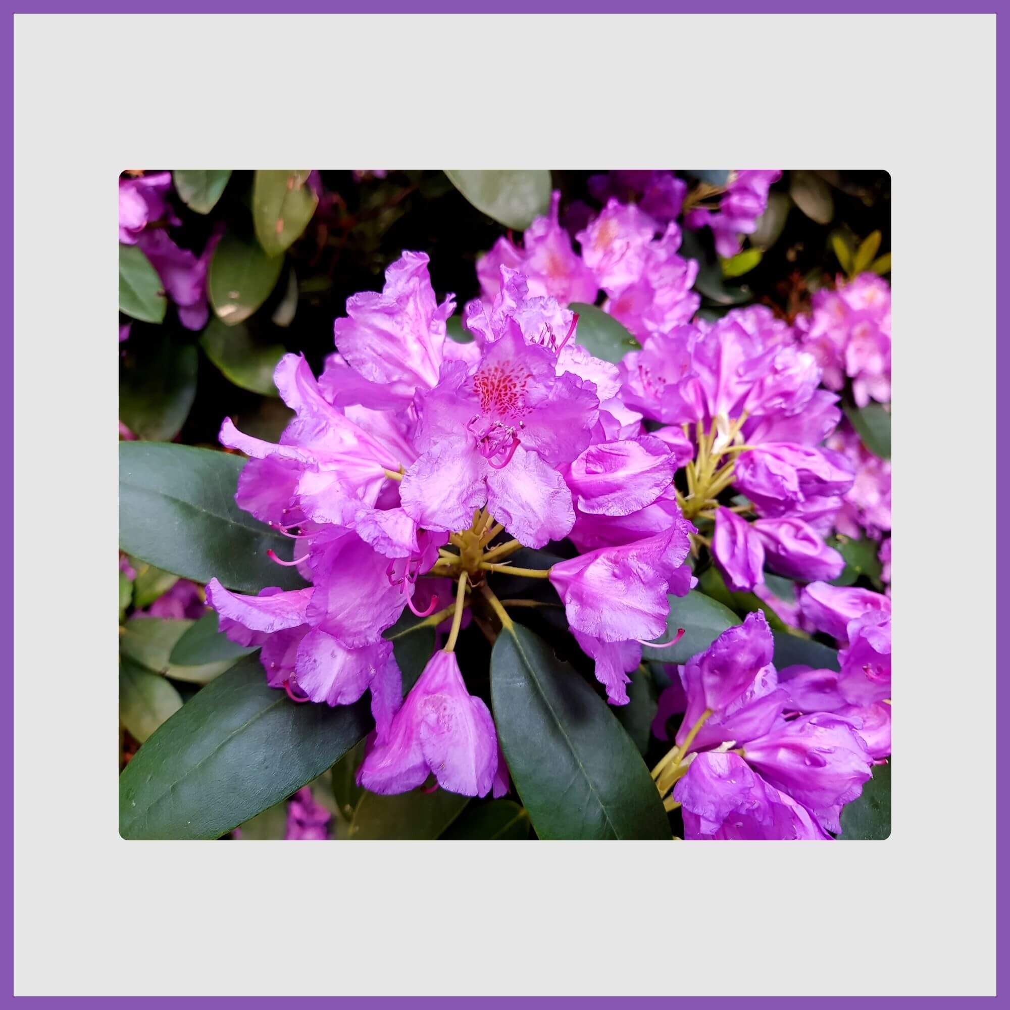 Purple trumpet tree in full bloom