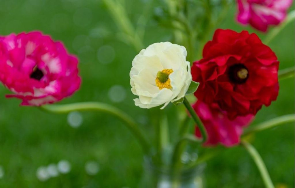 Colorful ranunculus flowers