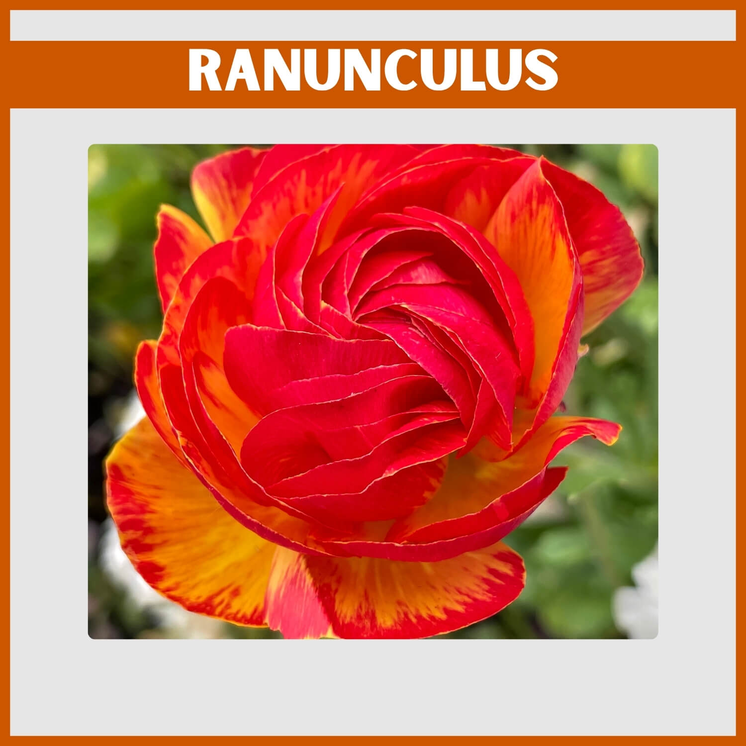 Close-up of a Layered orange Ranunculus blooms perfect