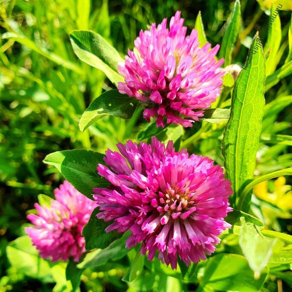 Close-up of 3 Red Clover Flowers