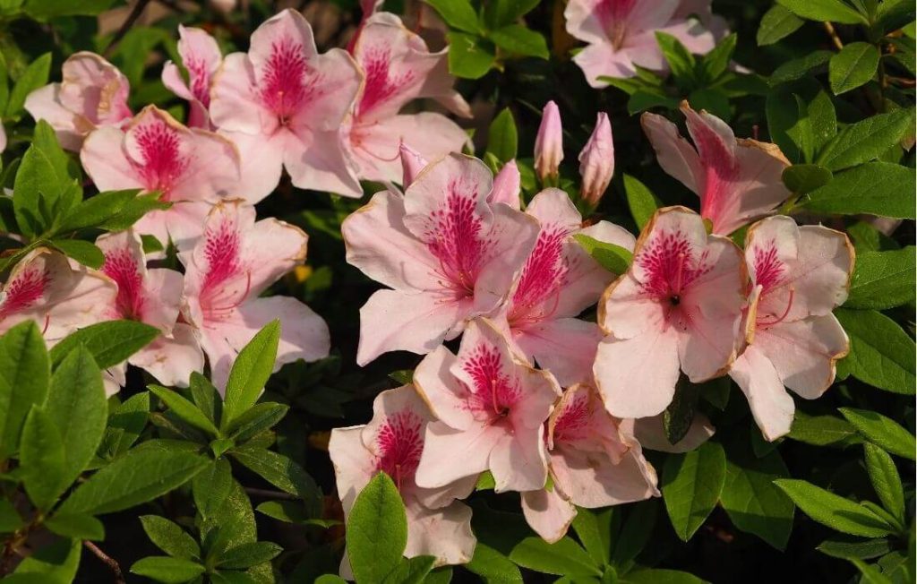 Multi-colored rhododendron flowers cluster