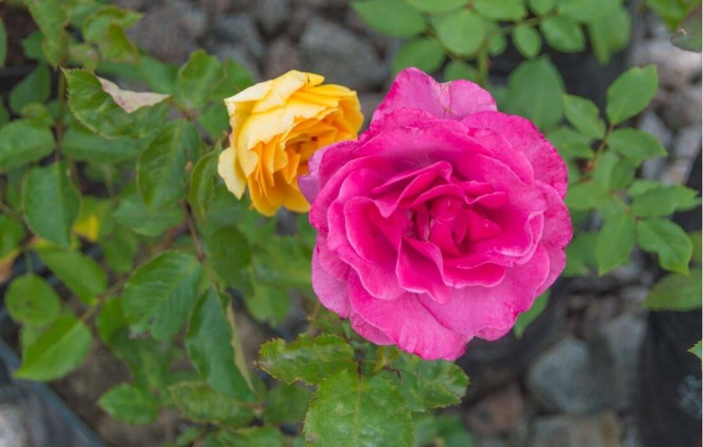 Multi-color pink and yellow roses