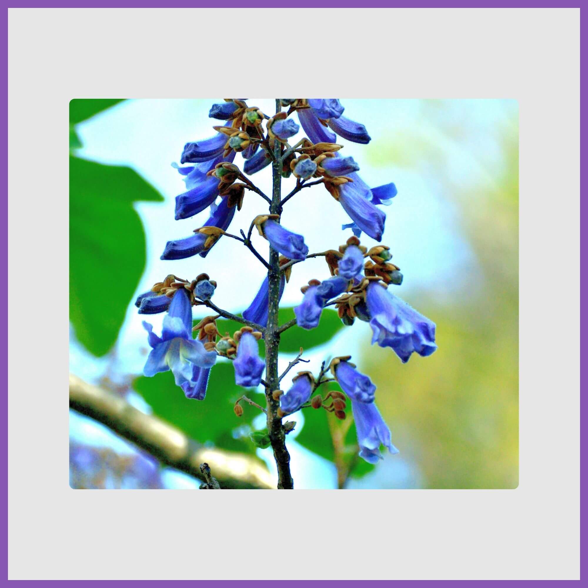 Royal empress tree with violet flowers