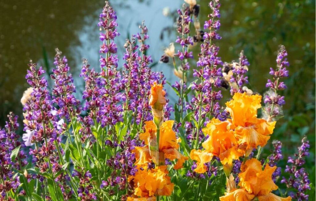 Colorful salvia spikes