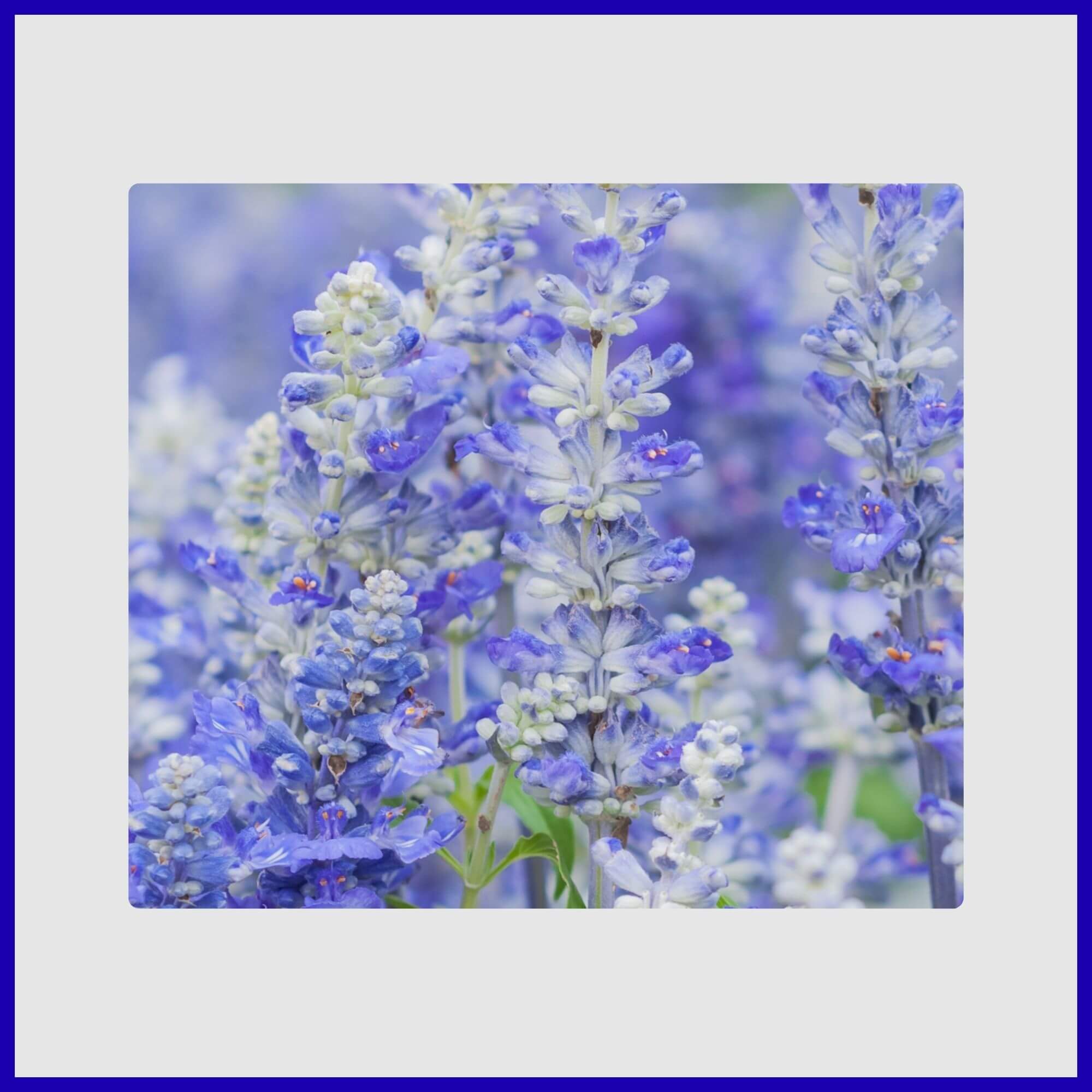Vertical spikes of intense blue and white Salvia