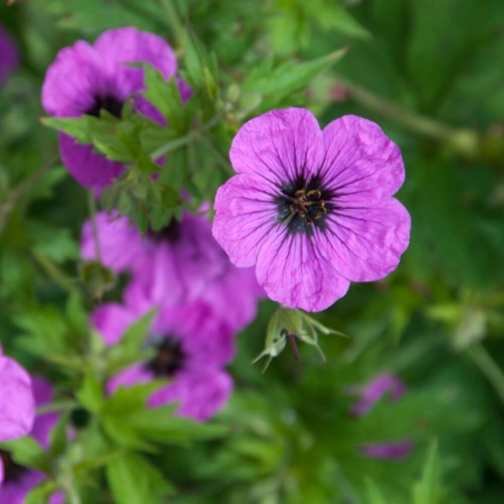 Scented geranium green leaves and pink blooms