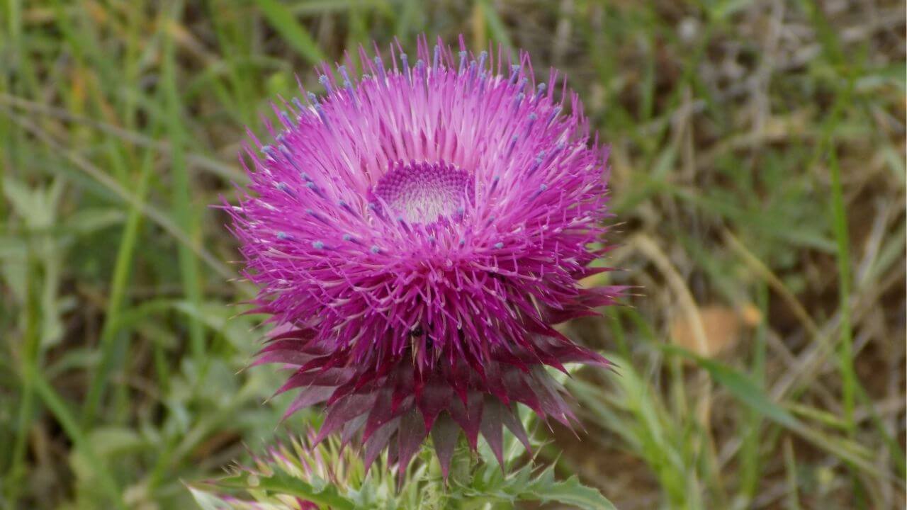 Scotland National Flower
