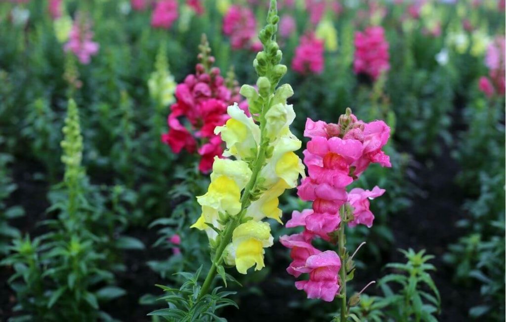 colorful snapdragon flowers