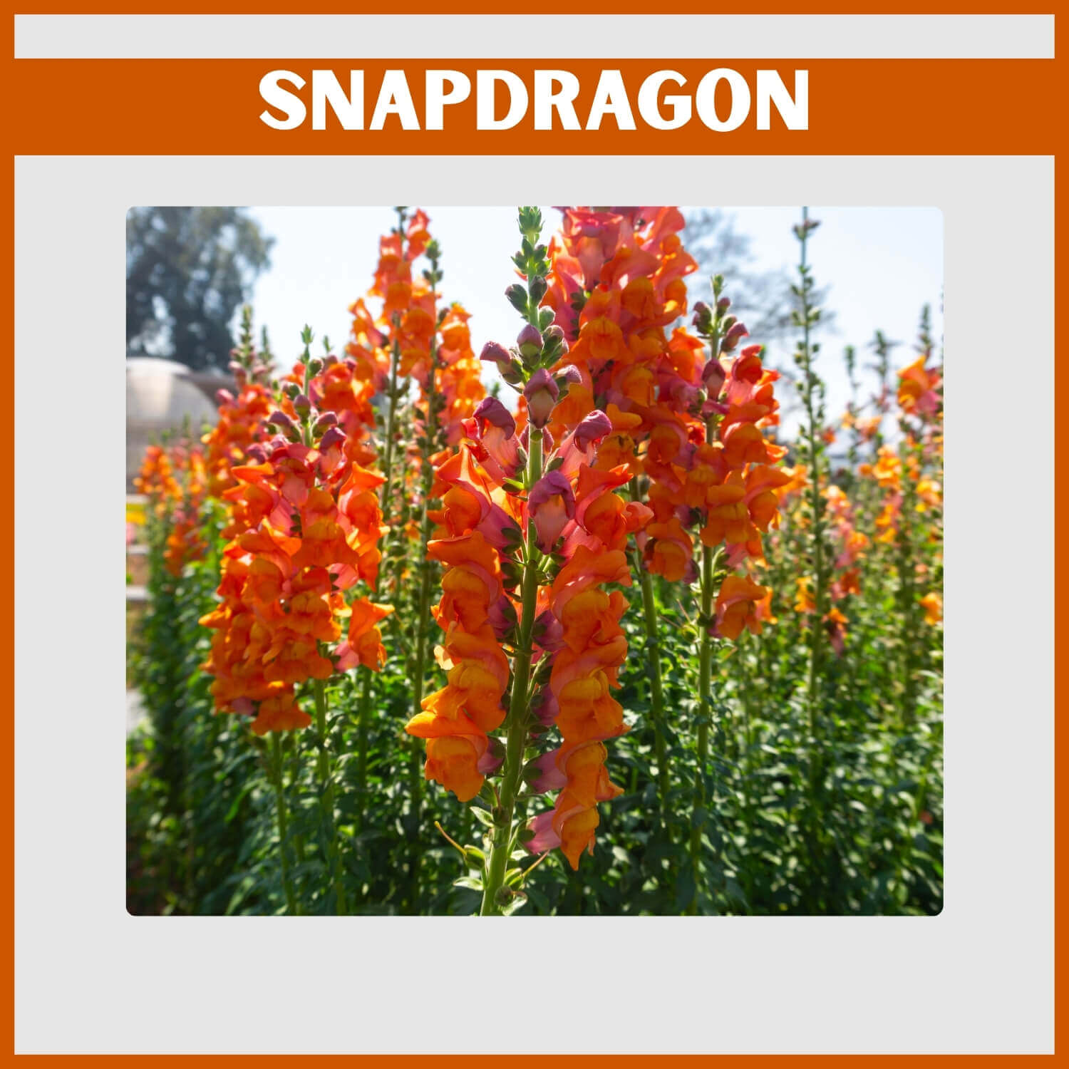 Vertical orange Snapdragon spikes adding structure in the field