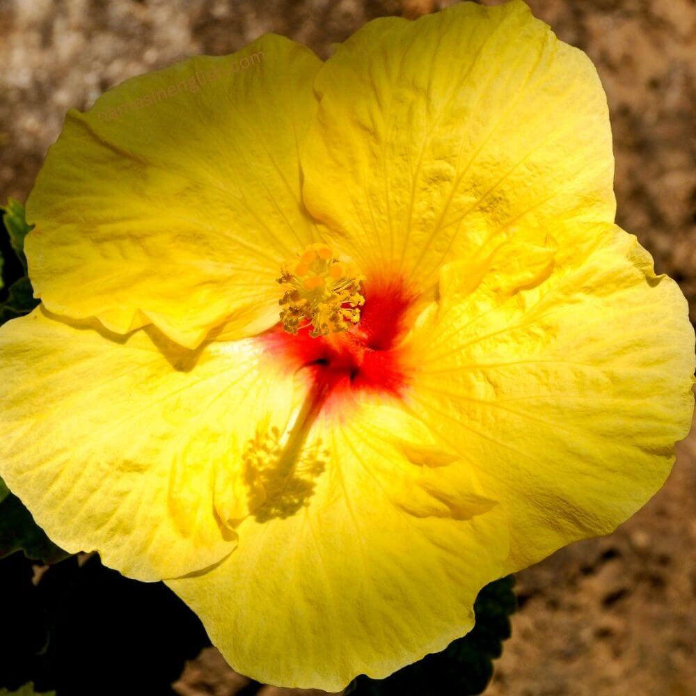 State Flower of Hawaii-Yellow-Hibiscus