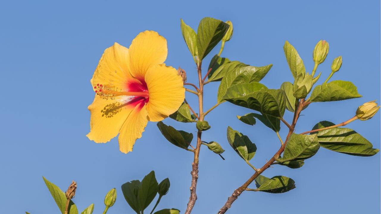 State Flower of Hawaii