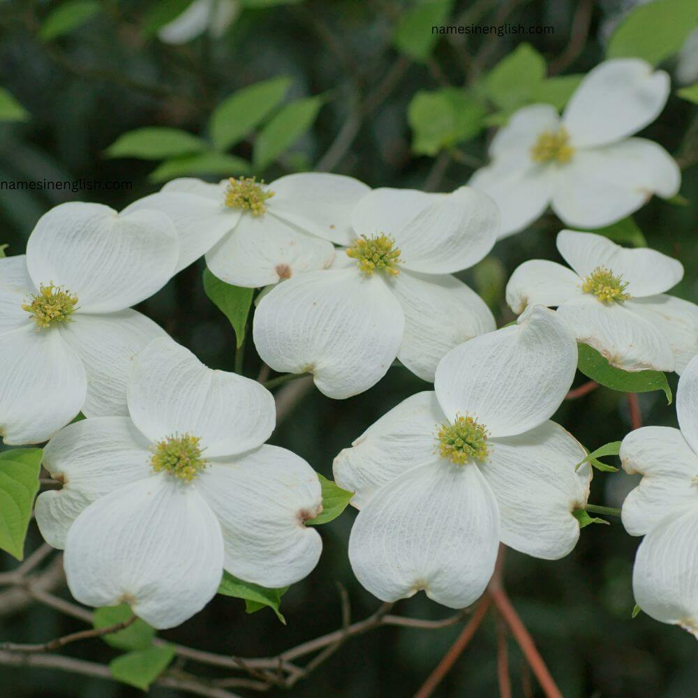 State flower of Virginia-Dogwood