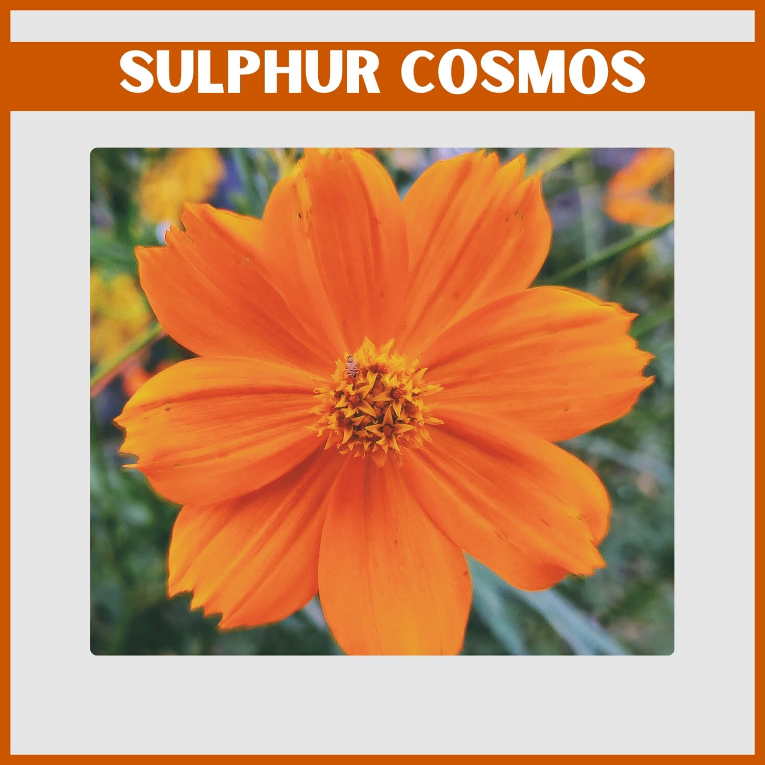 Fiery orange Sulphur Cosmos floating above airy foliage