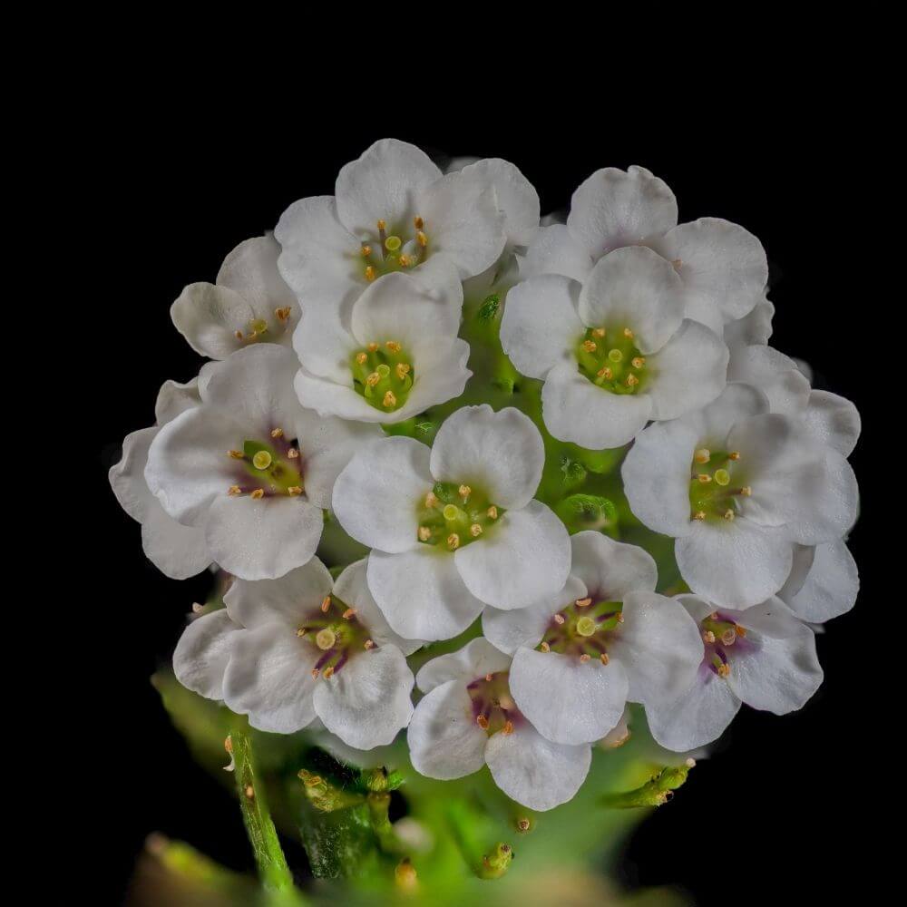 Sweet alyssum tiny white flower cluster