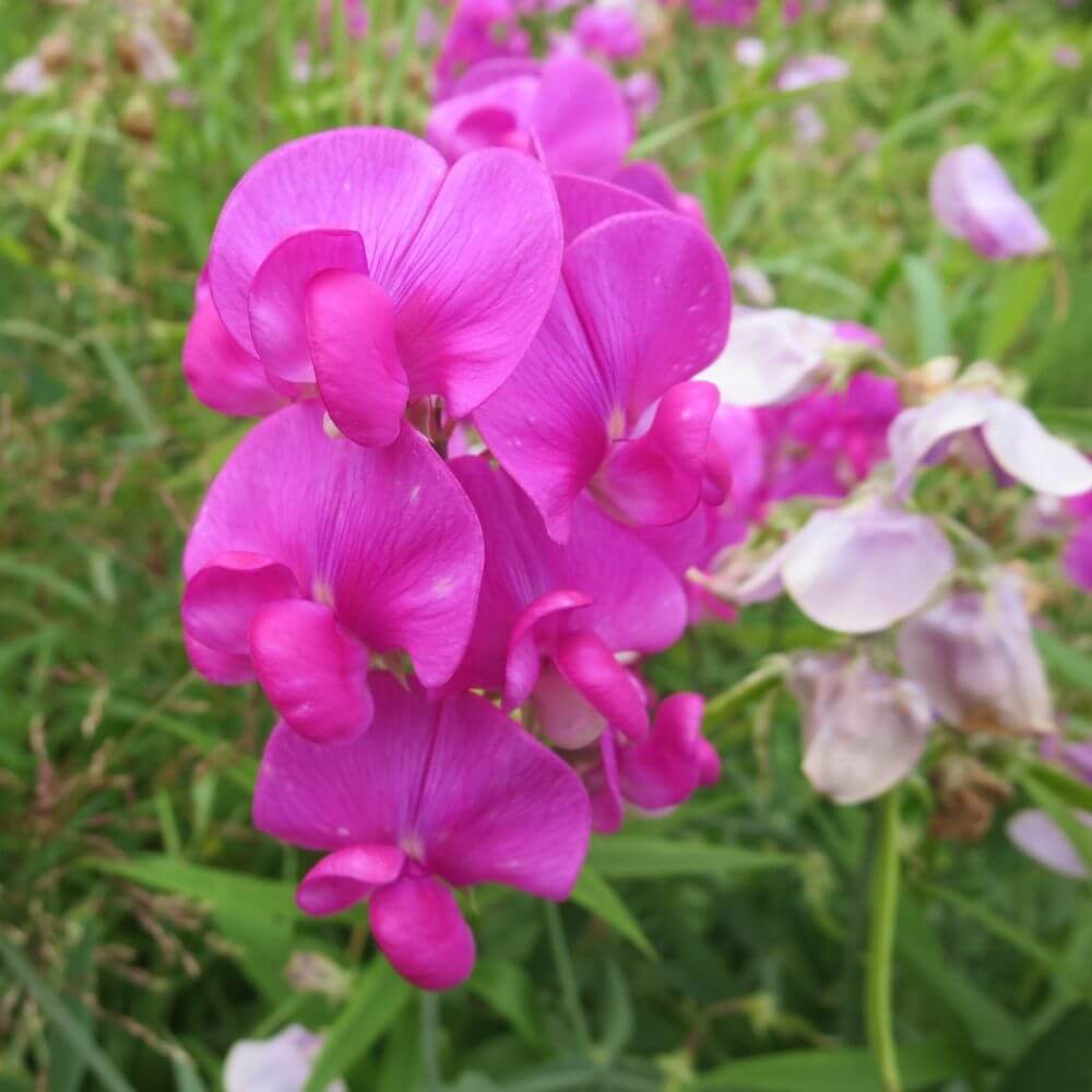 Sweet pea pink colored flowers