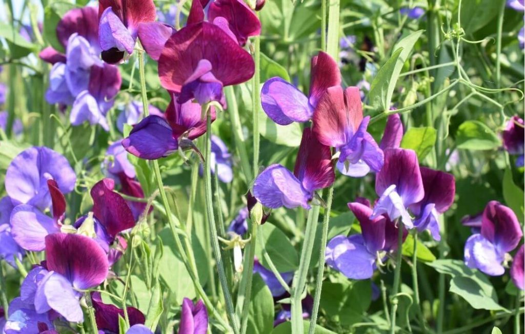 Fragrant colorful sweet pea flowers