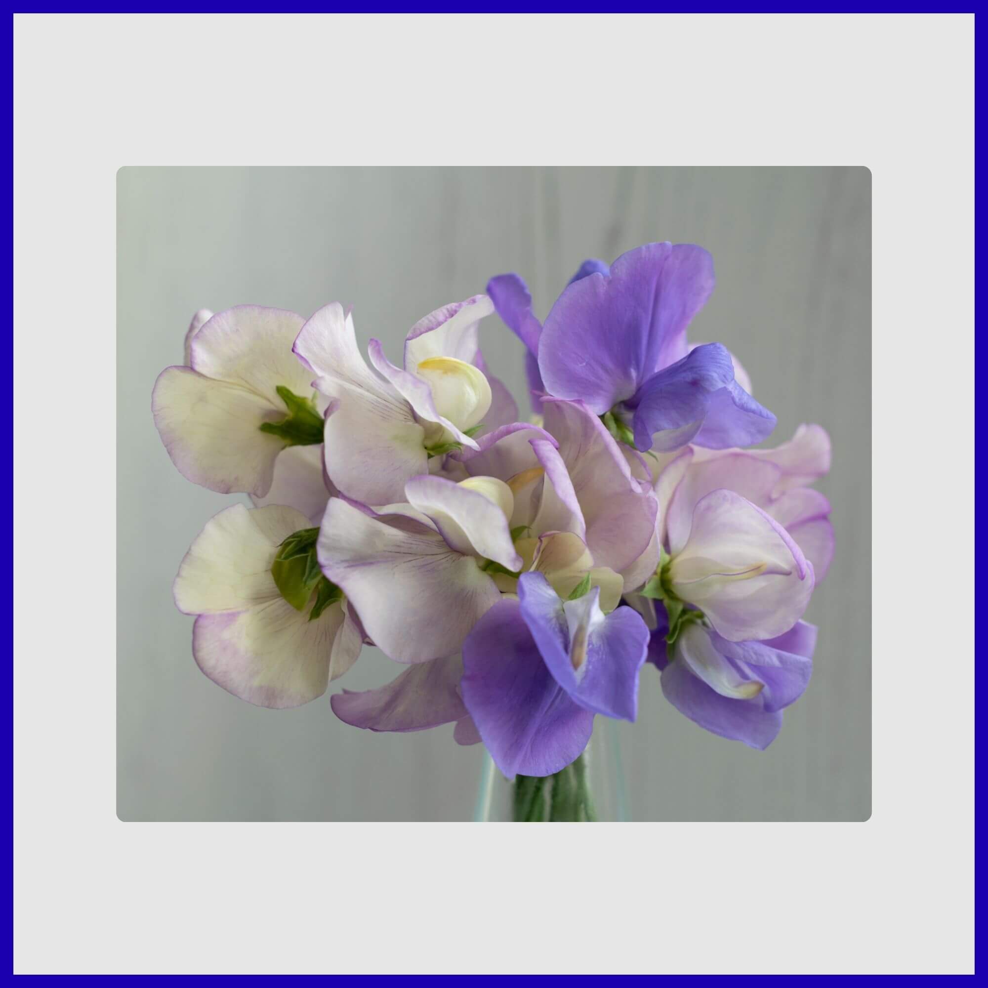 Fragrant blue and white sweet pea flowers on climbing vine