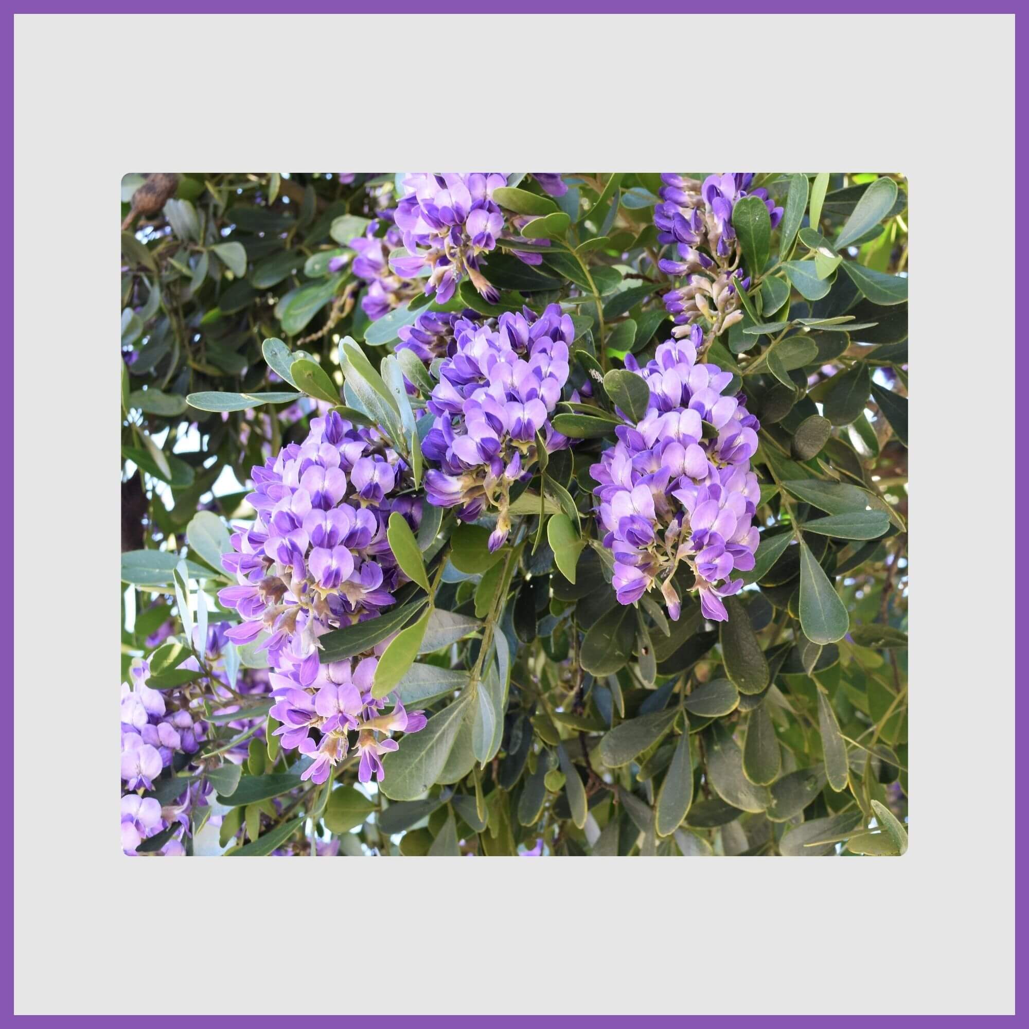Grape-scented purple Texas Mountain Laurel tree
